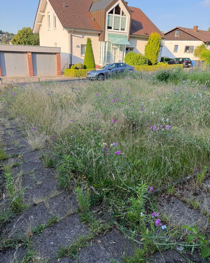 Verwilderter Rasen vor dem Einsatz